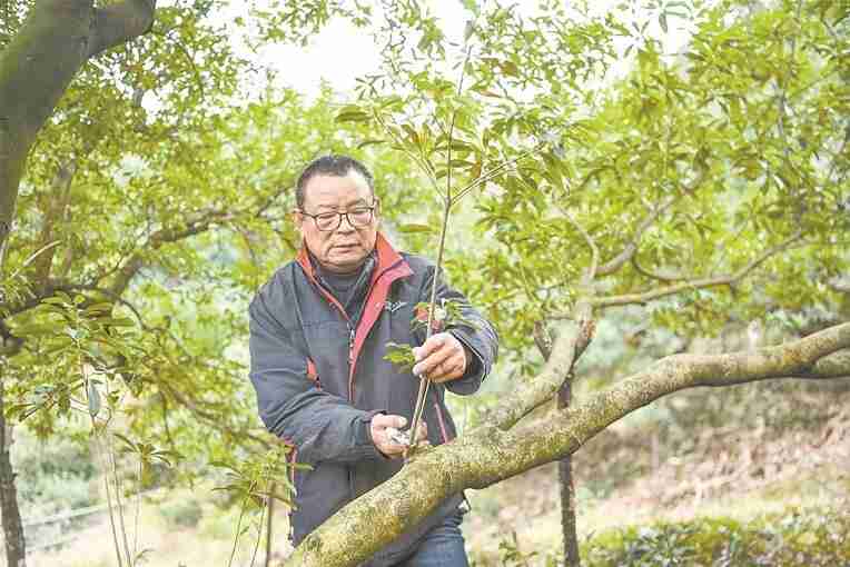 杨梅树几月份成熟(杨梅树几月份开始长新叶)